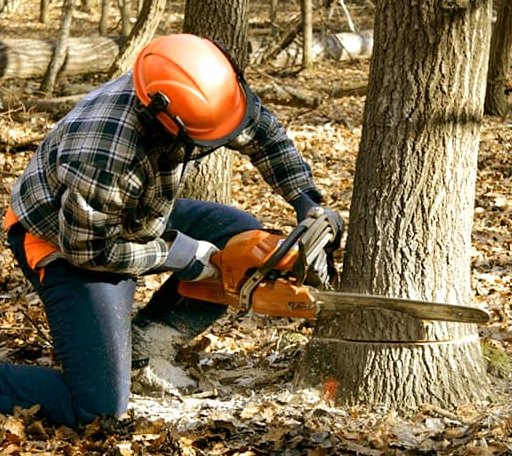 Tree Removal in Rosston, OK